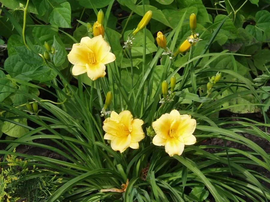 Лилейник гибридный "Стелла д'Оро"