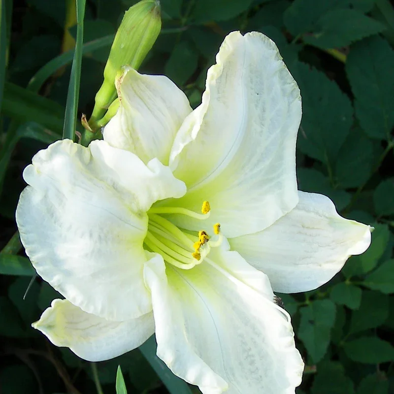 Лилейник гибридный "Вайт Темптейшен" - 3 изображение