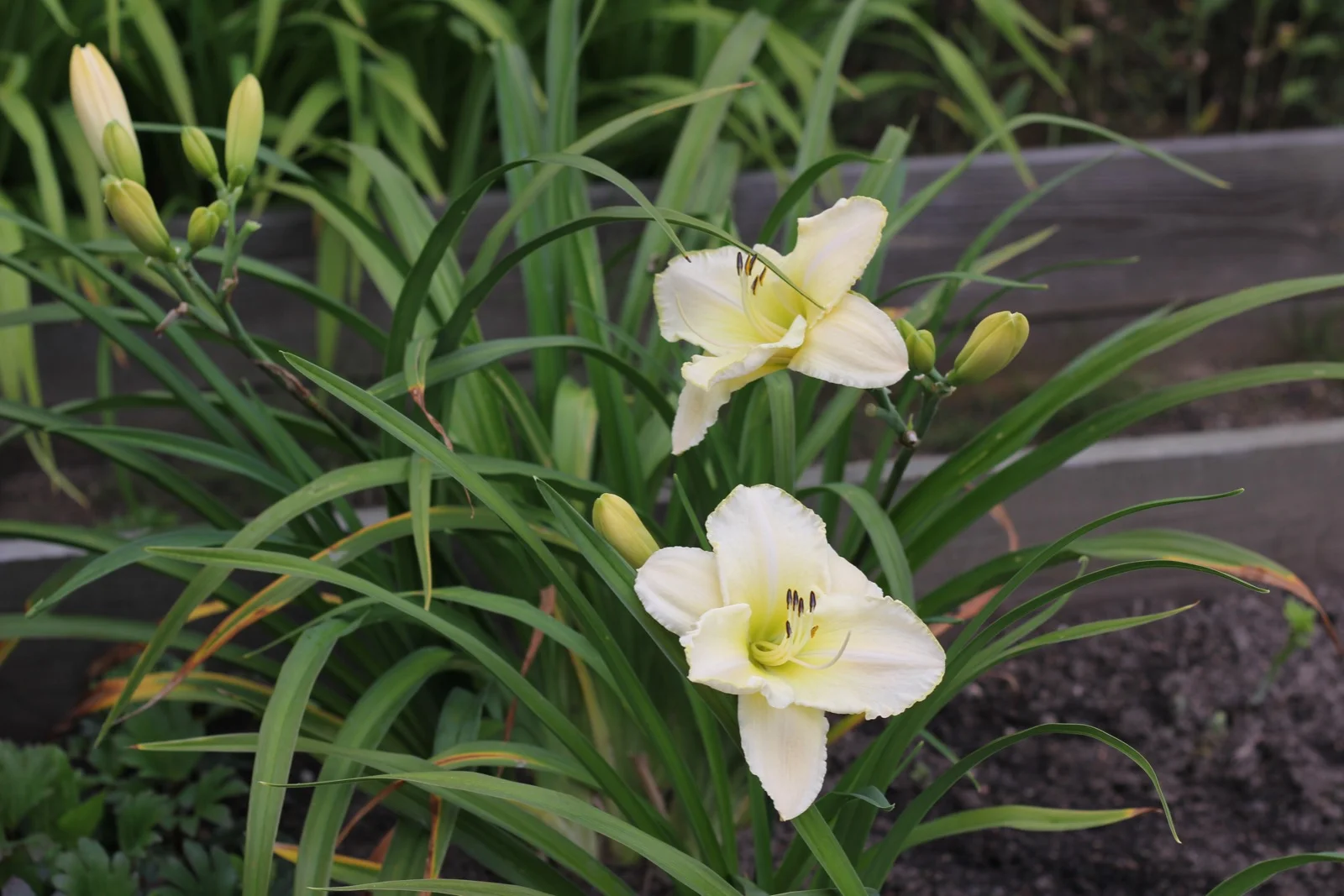 Лилейник гибридный "Вайт Темптейшен"