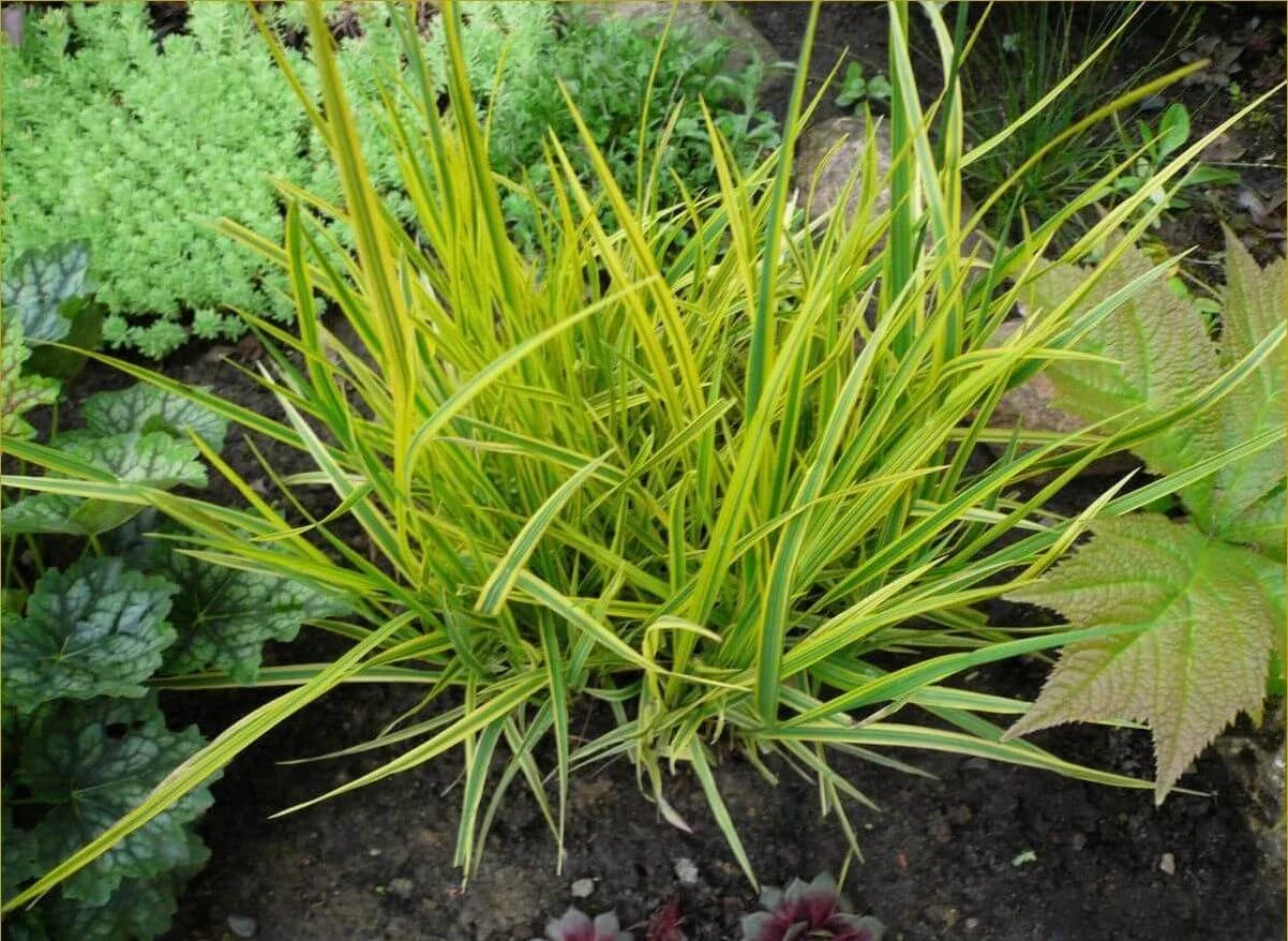 Лисохвост луговой "Ауреовариегатус" - 3 изображение