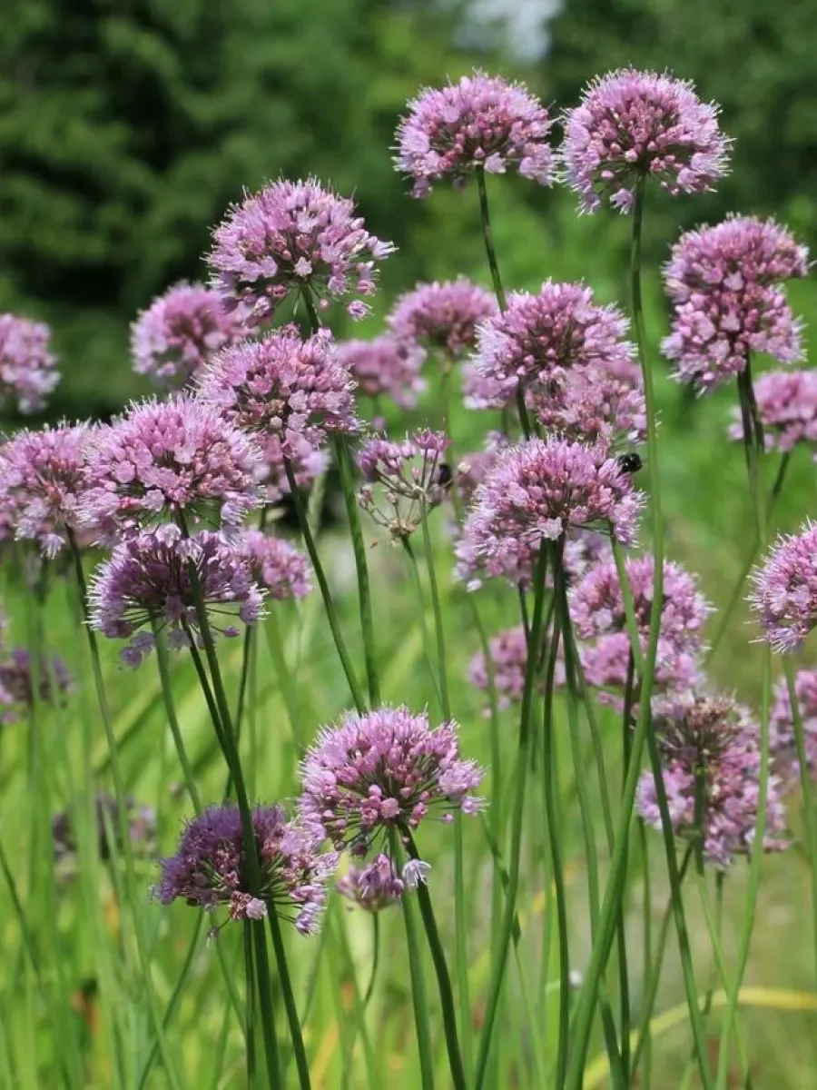 Лук-слизун (белый) - 2 изображение