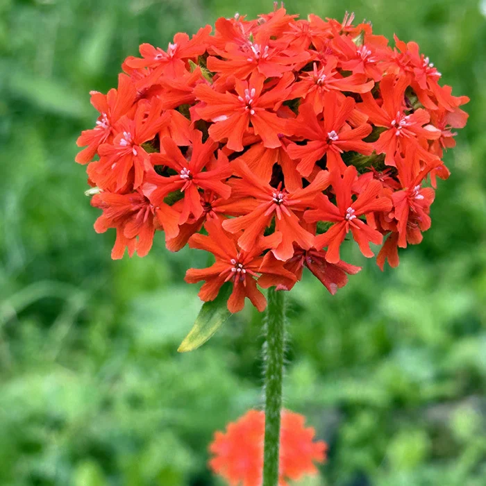 Лихнис халцедонский - 3 изображение