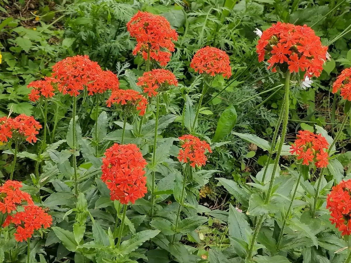 Лихнис халцедонский