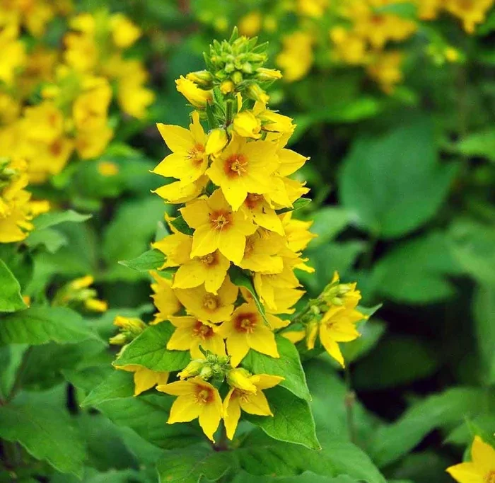 Вербейник точечный - 3 изображение