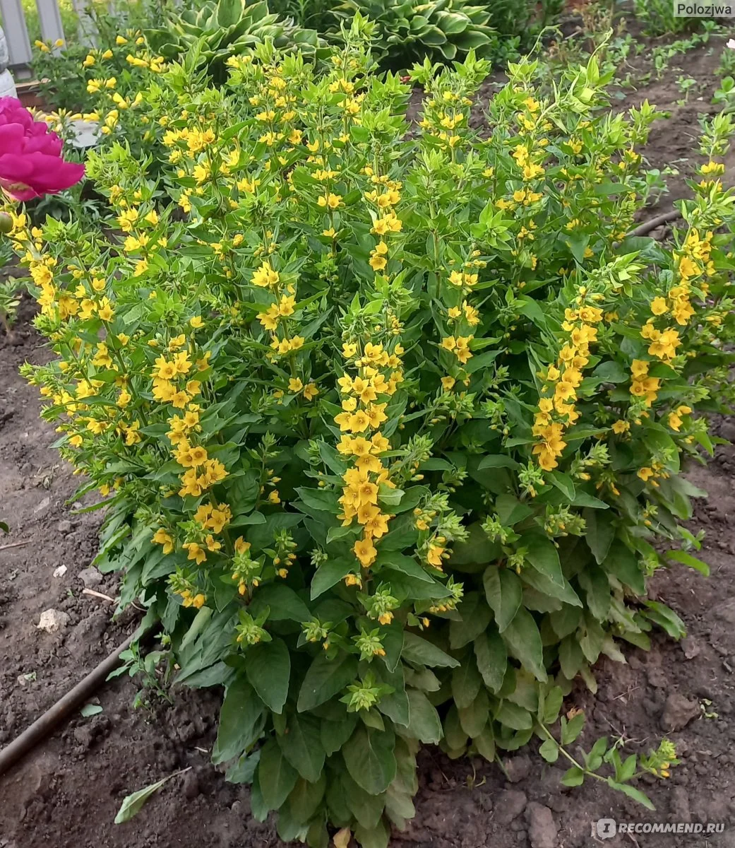 Вербейник точечный - 2 изображение