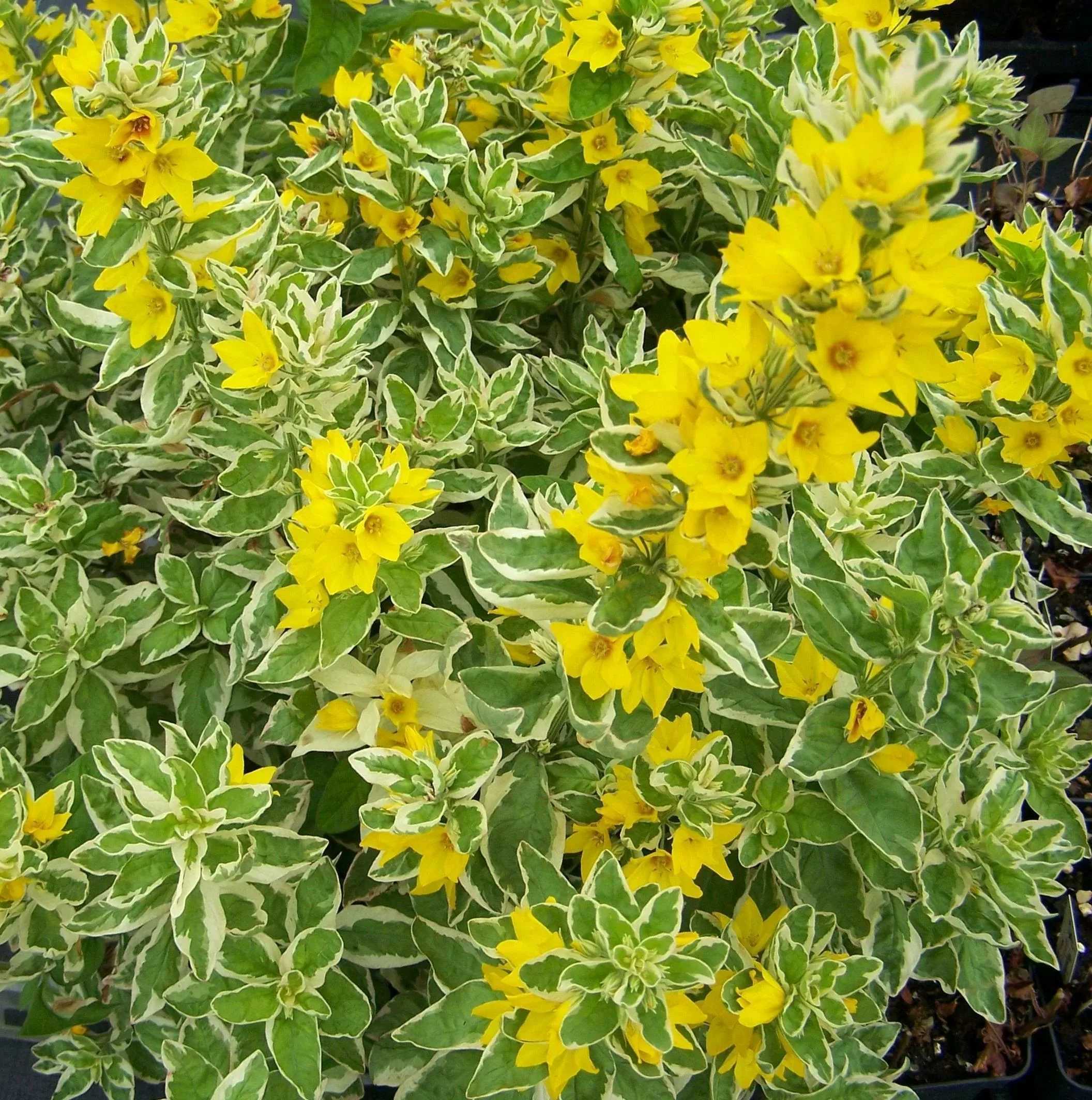 Вербейник точечный Александр - 3 изображение