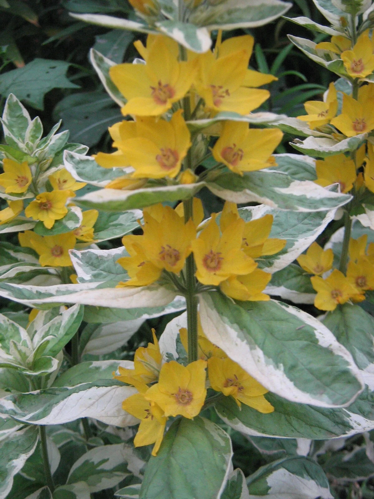 Вербейник точечный Александр - 2 изображение