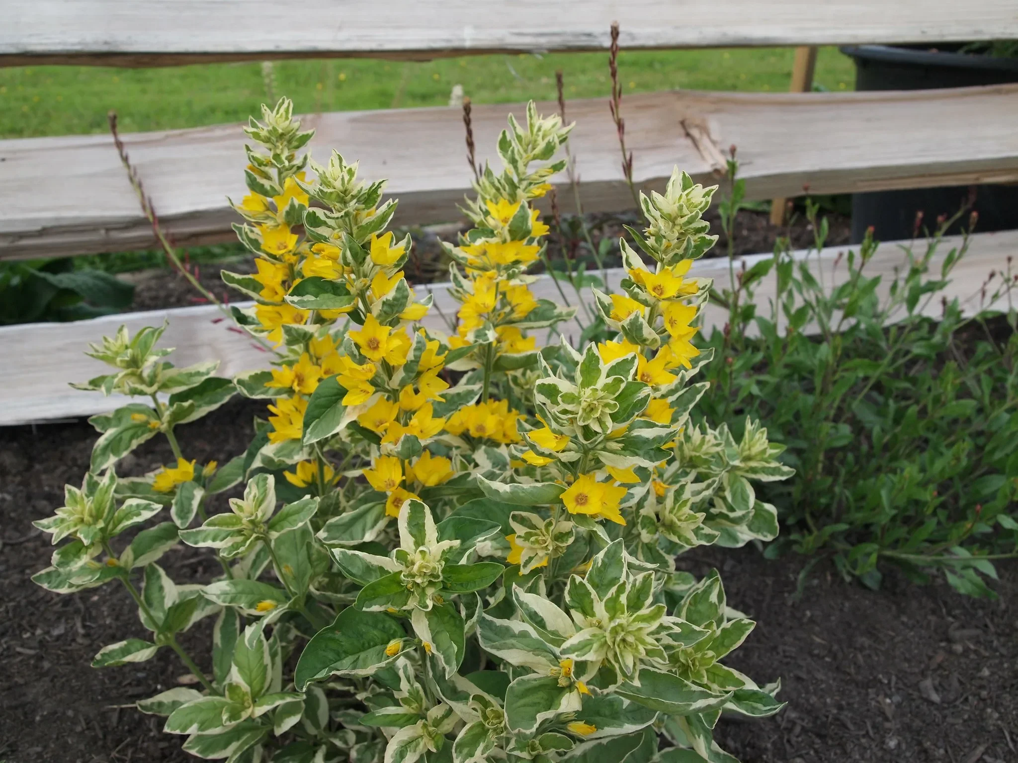 Вербейник точечный Александр