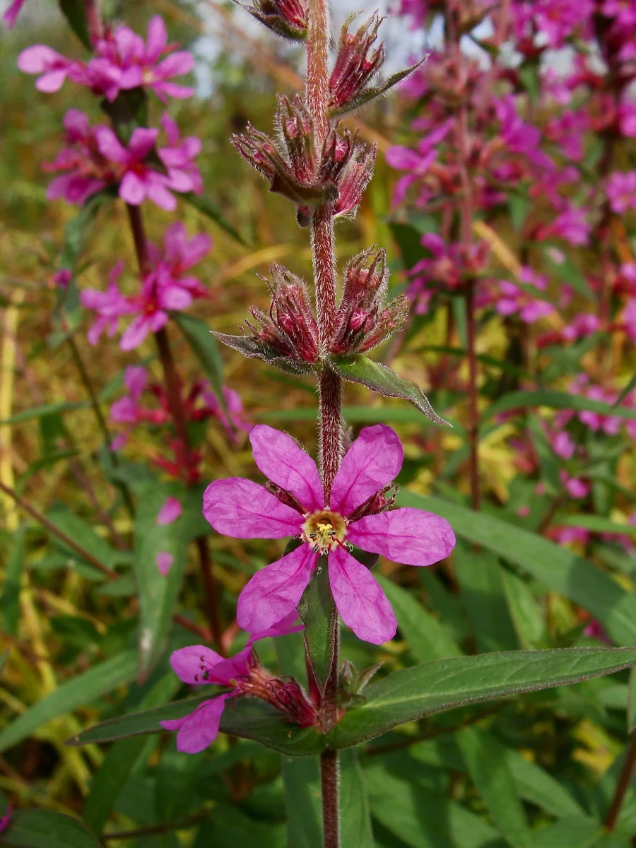 Дербенник иволистный