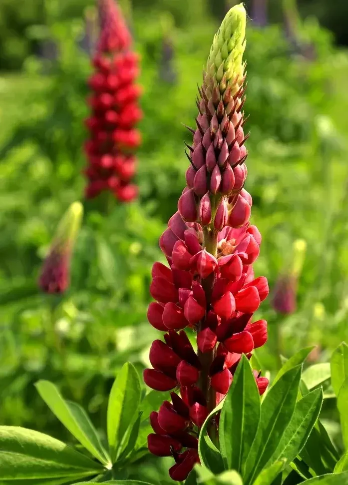 Люпин многолистный "Май Кастл" - 2 изображение