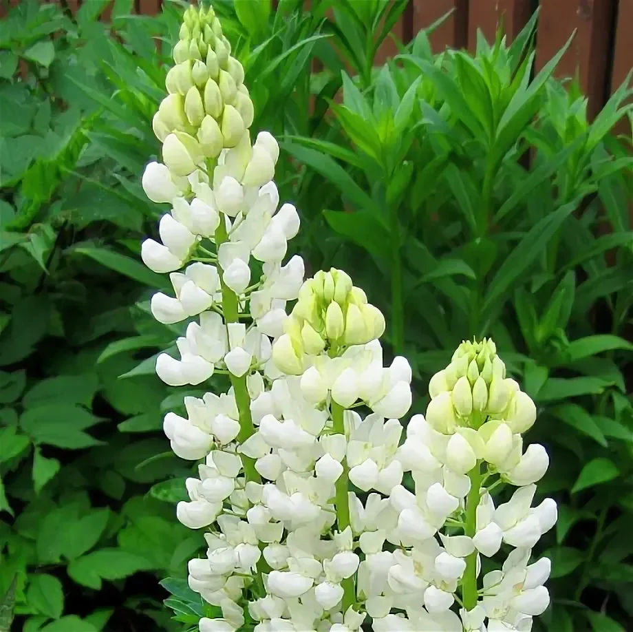 Люпин многолистный "Нобл Мейден" - 3 изображение