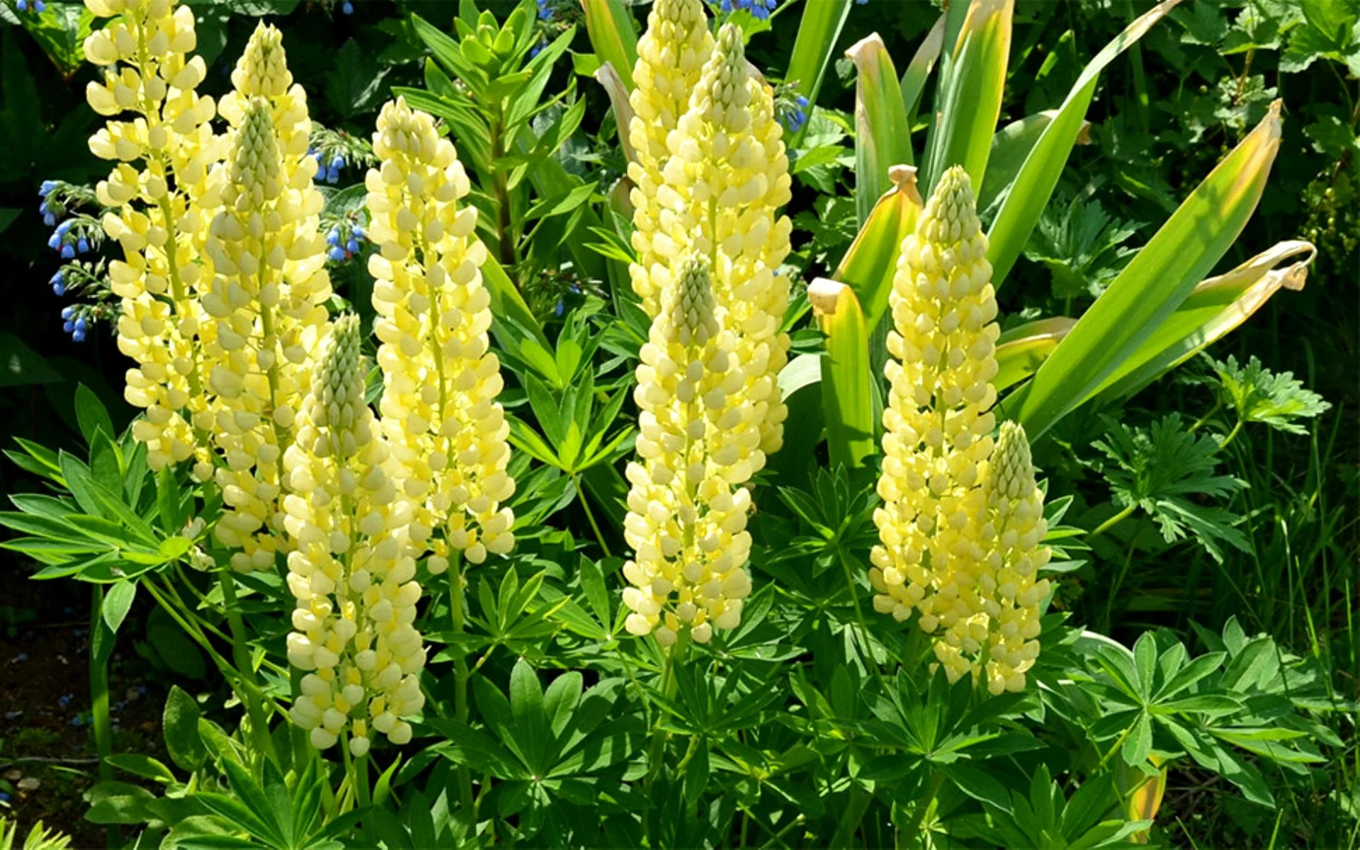 Люпин многолистный "Шандэлье" - 2 изображение