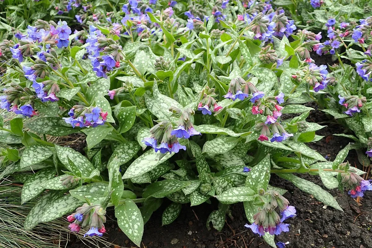 Медуница гибридная "Смоки Блу" - 2 изображение