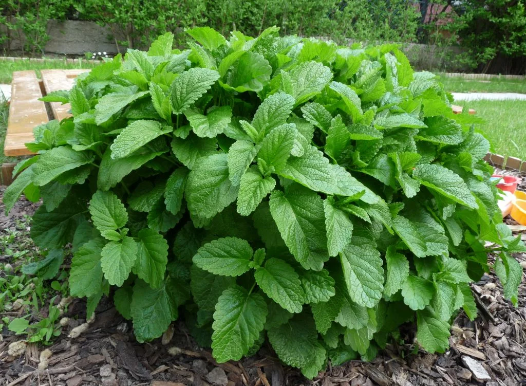 Мелисса лекарственная - 5 изображение