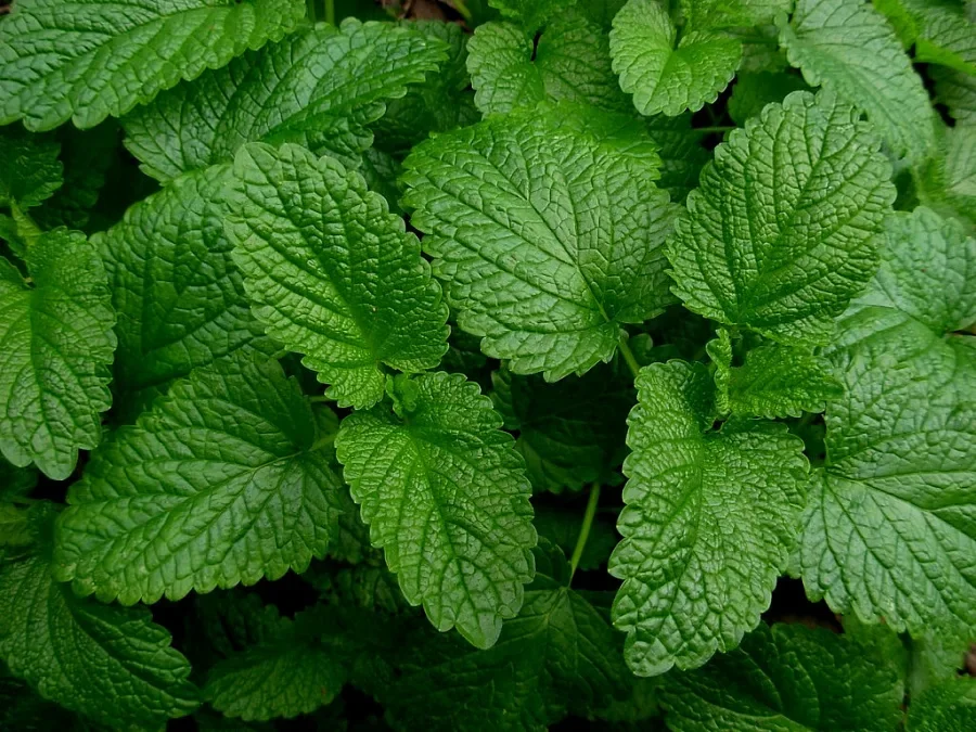 Мелисса лекарственная