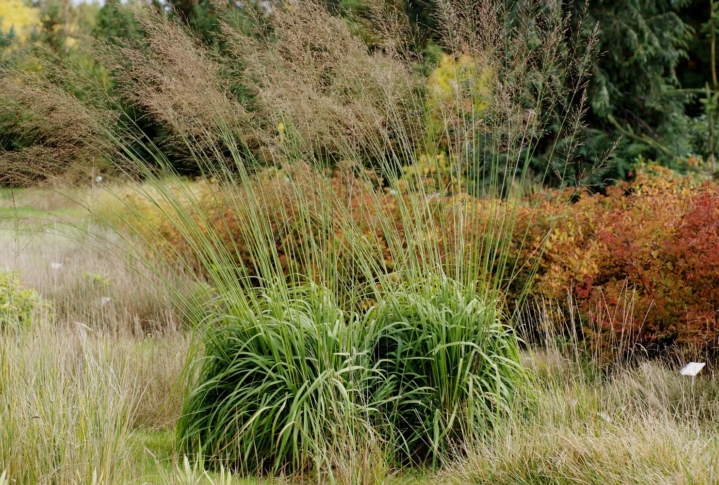 Молиния тростниковая "Фонтан" - 2 изображение