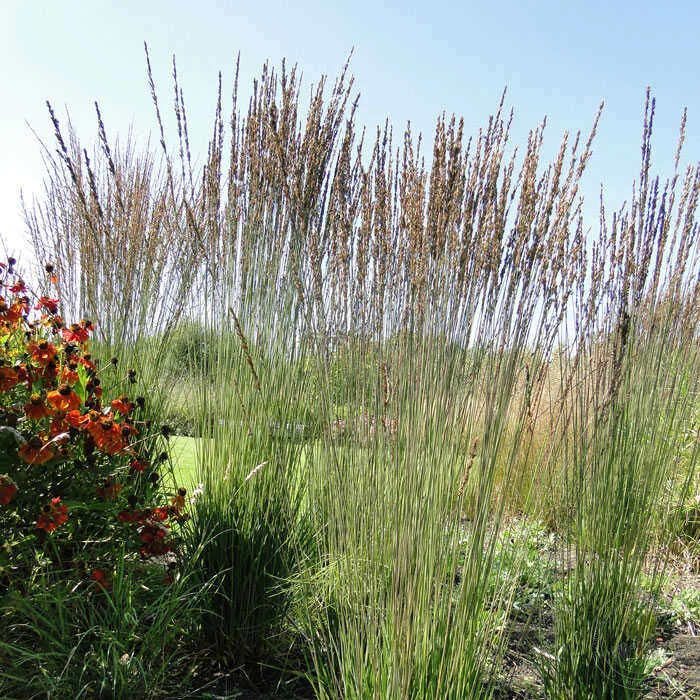 Молиния голубая - 2 изображение