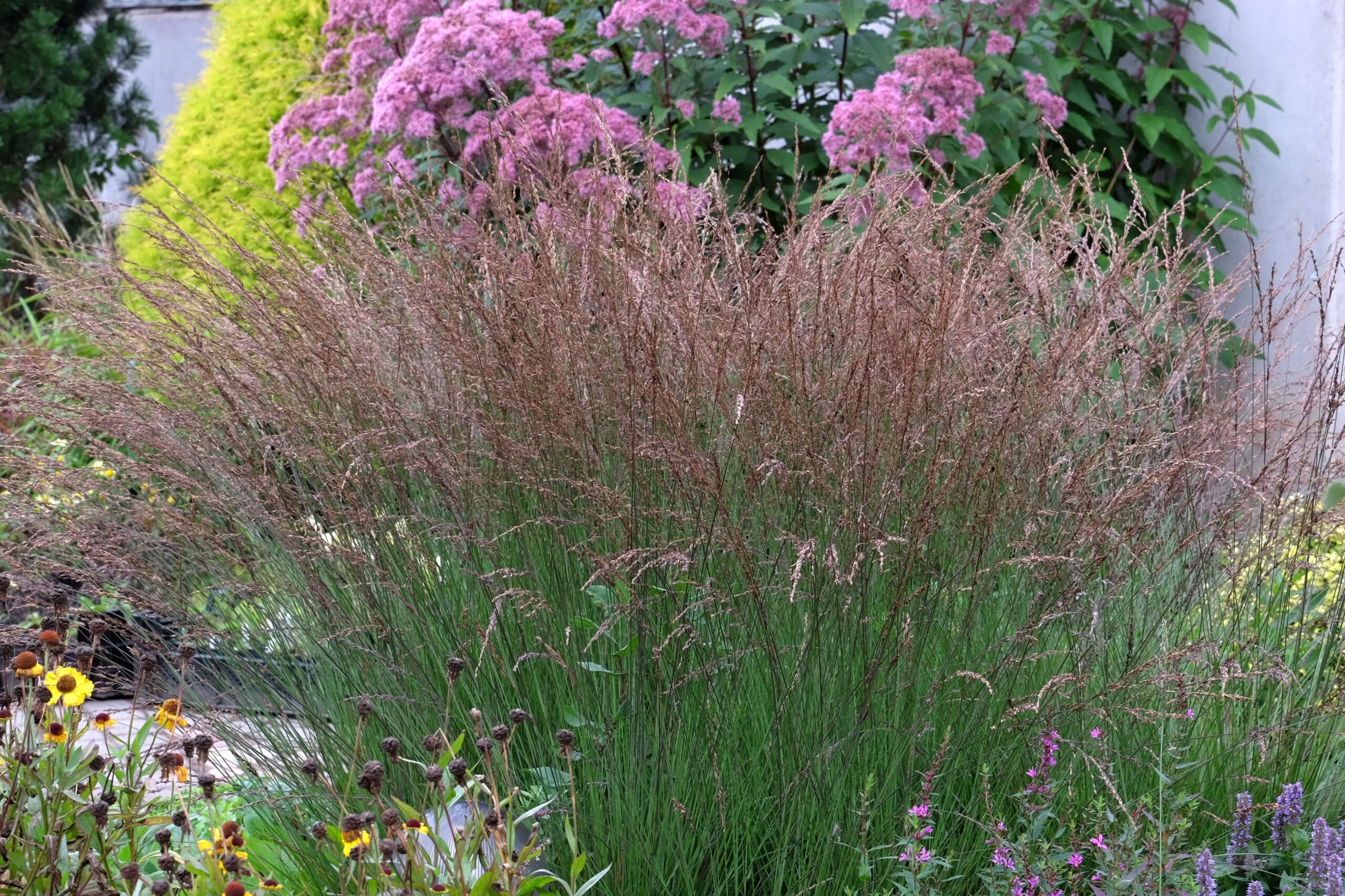 Молиния голубая "Эдит Дудзус"