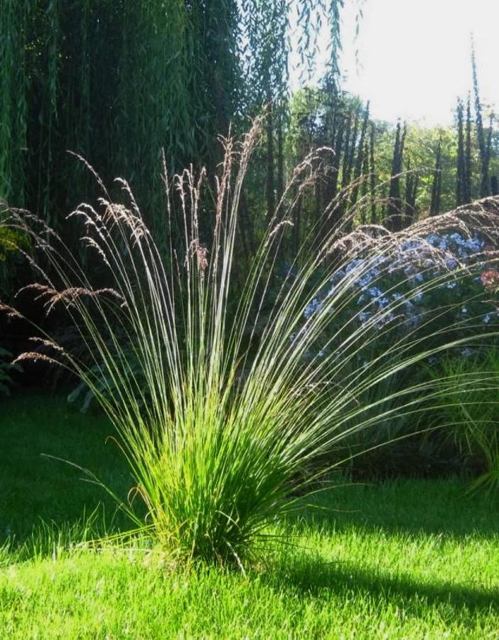 Молиния голубая "Эдит Дудзус" - 3 изображение