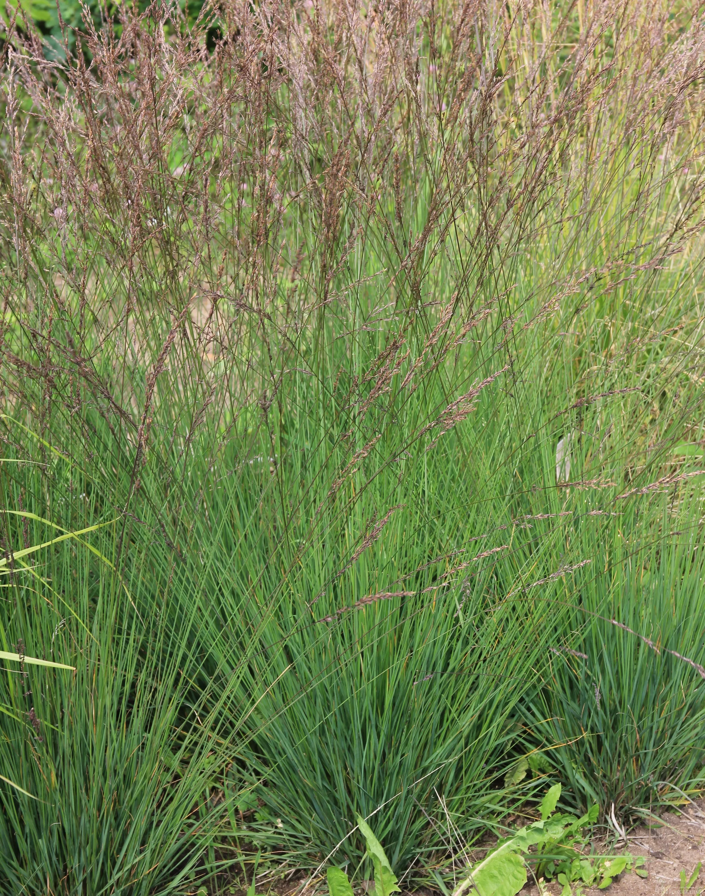 Молиния голубая "Эдит Дудзус" - 2 изображение