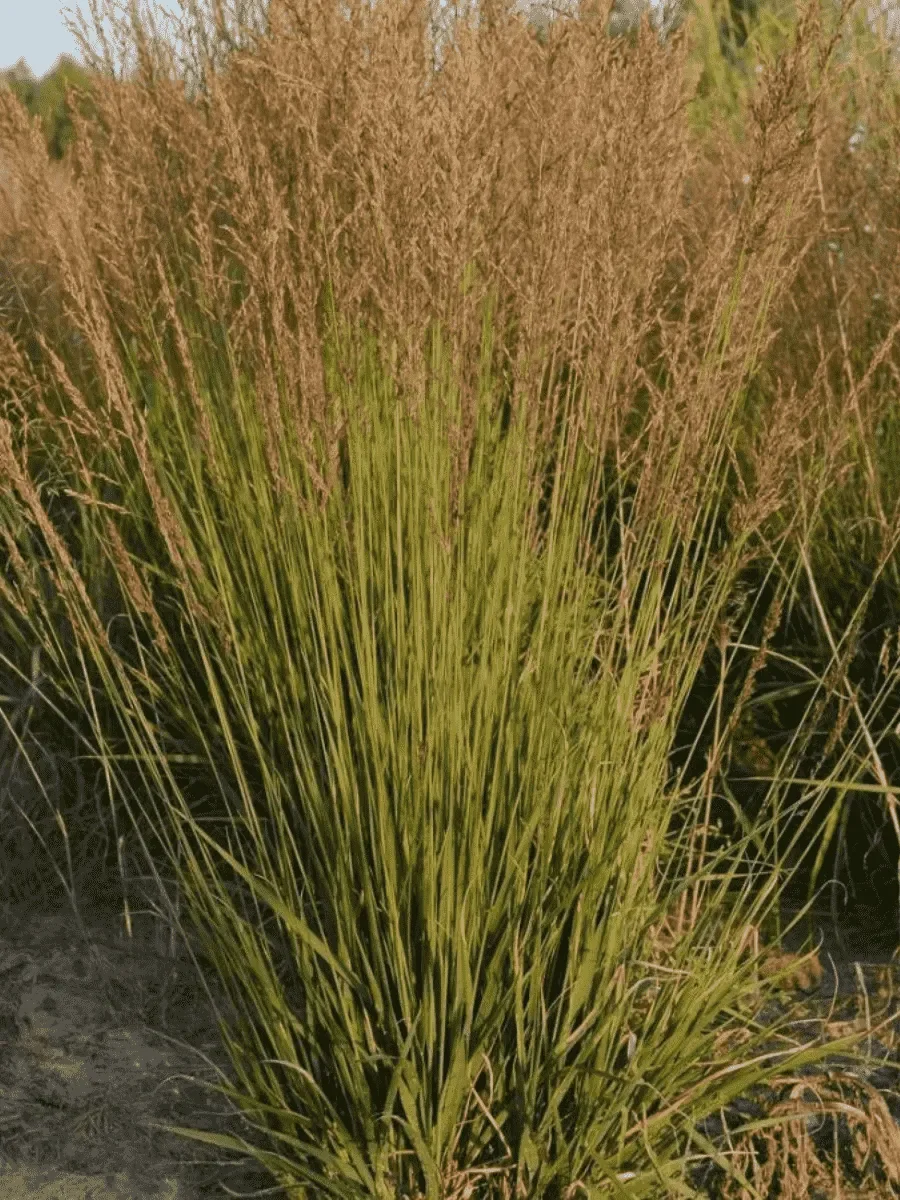 Молиния голубая "Хайдебраут" - 2 изображение