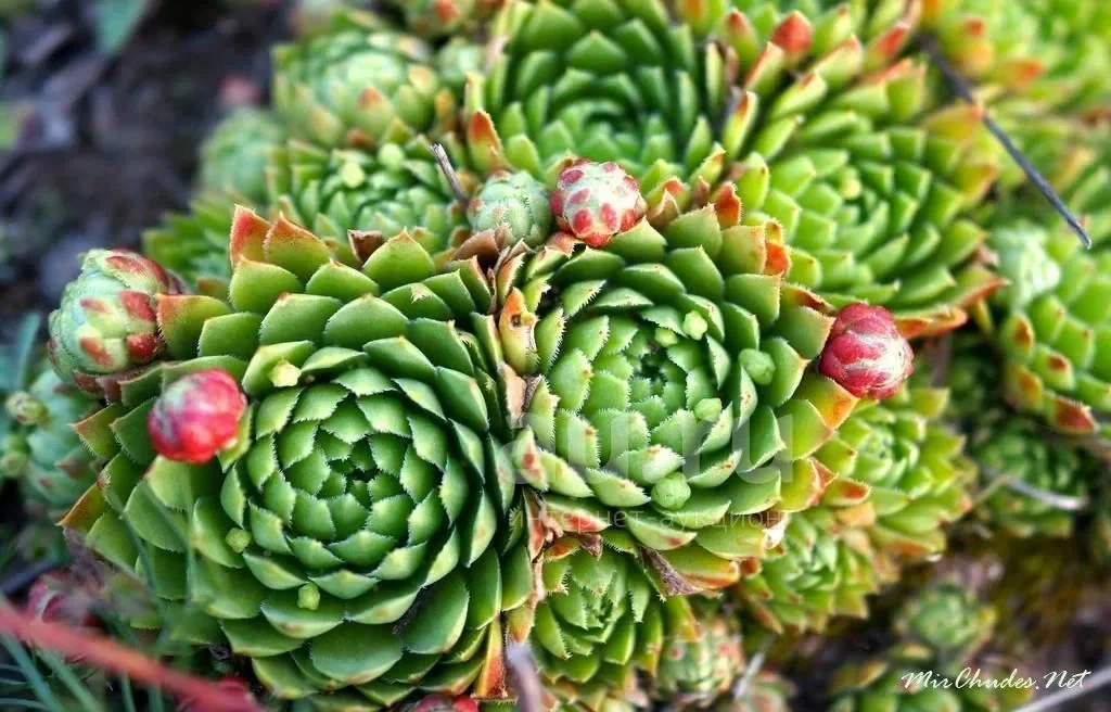 Молодило кровельное - 2 изображение