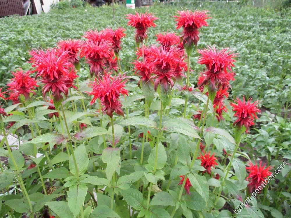 Монарда гибридная "Панорама Ред" - 2 изображение
