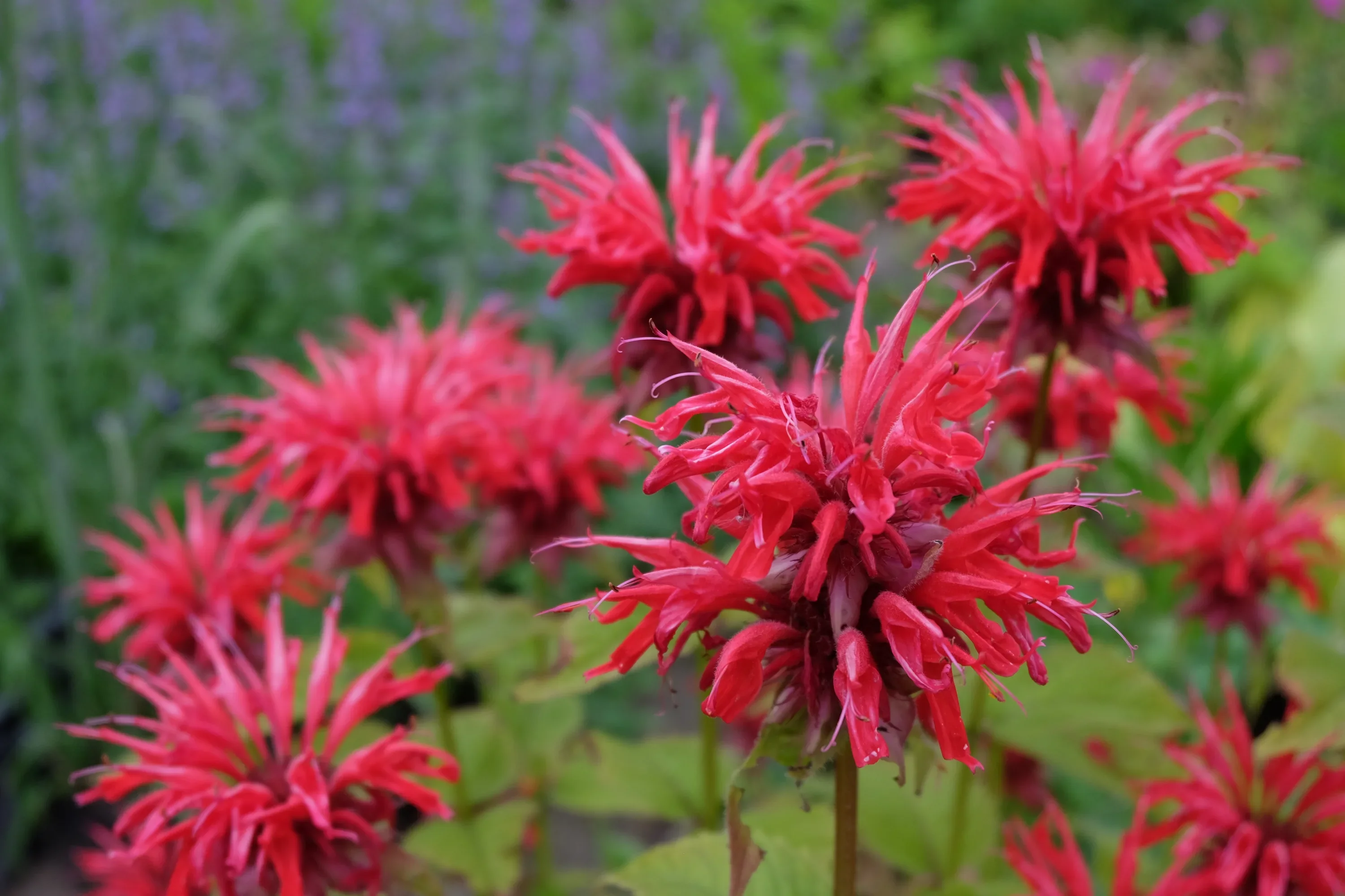 Монарда гибридная "Панорама Ред"