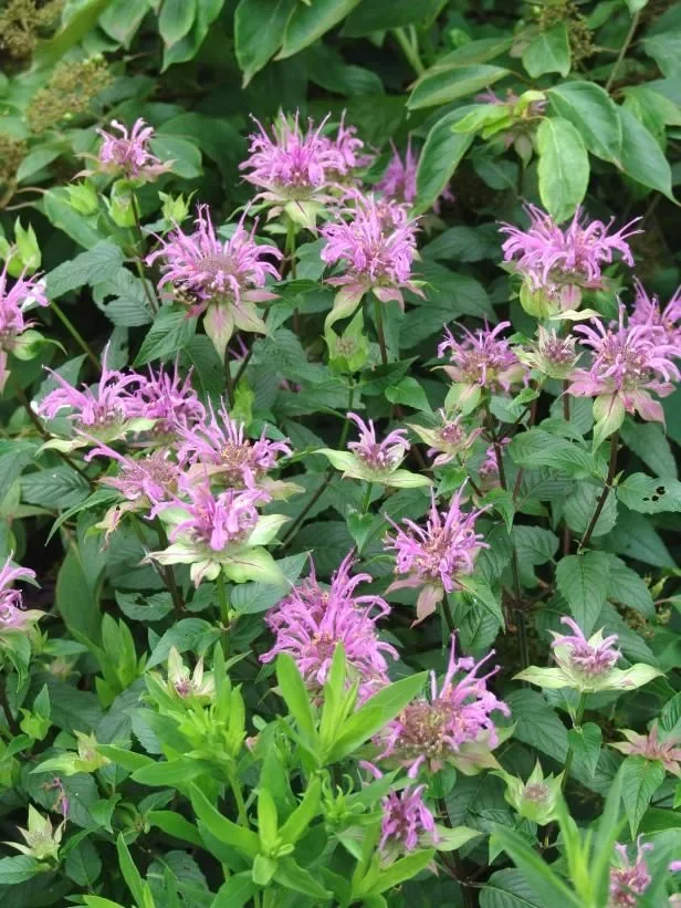 Монарда гибридная "Пинк Лейс"