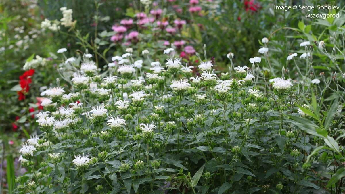 Монарда гибридная "Шнеевитхен" - 2 изображение