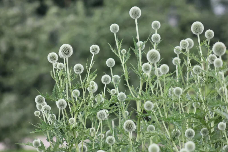 Мордовник баннатский "Стар Фрост"