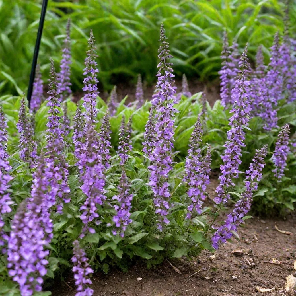 Котовник Фассена Кэтс Мэоу - 3 изображение