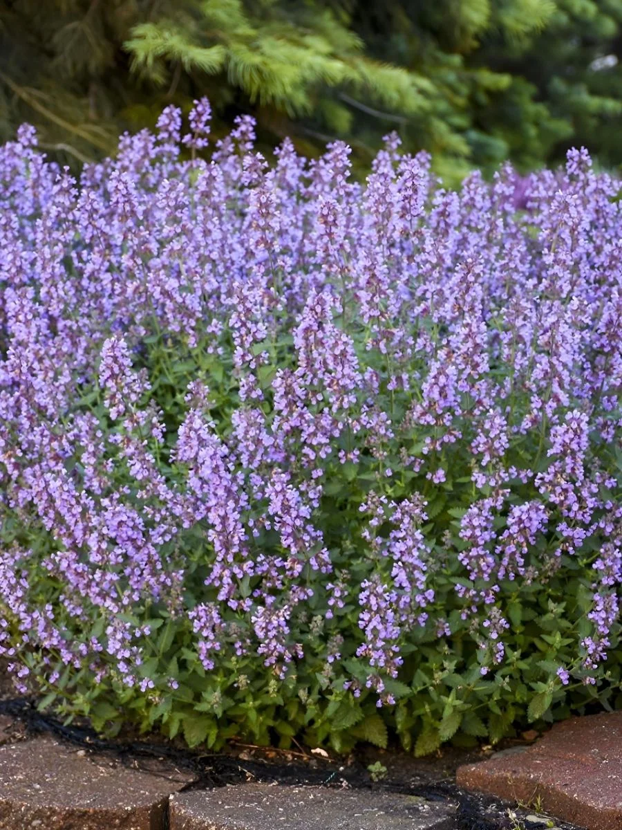 Котовник Фассена Кэтс Мэоу - 2 изображение