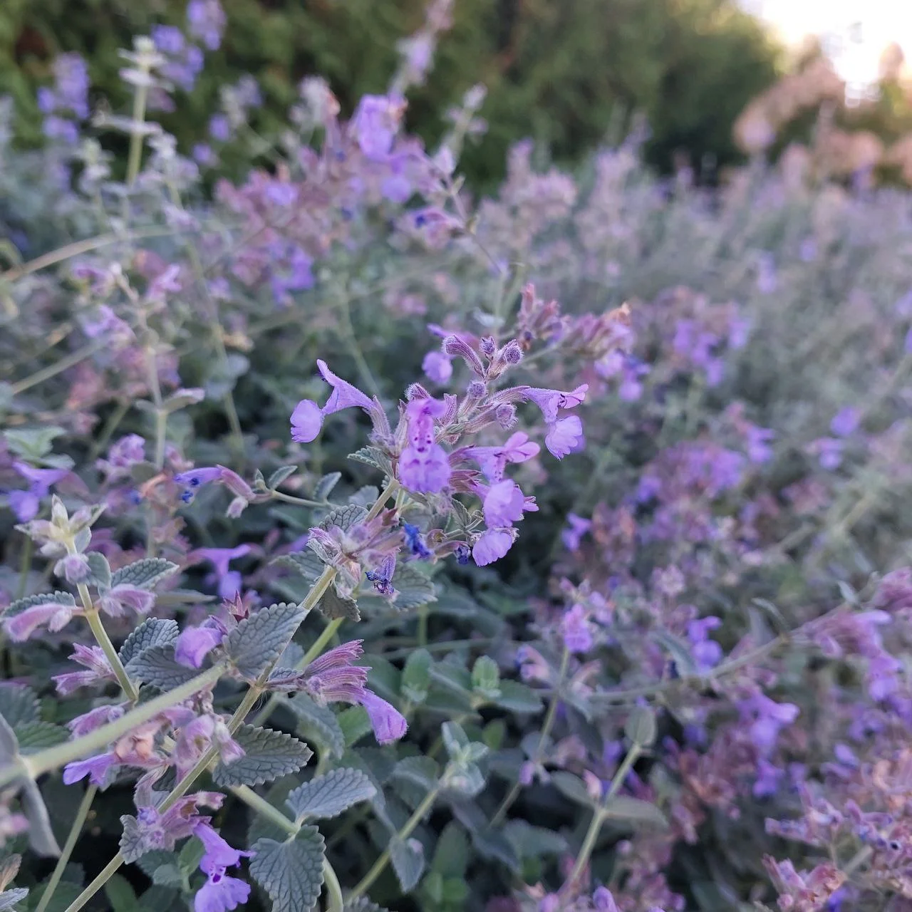 Котовник Фассена "Кит Кат"