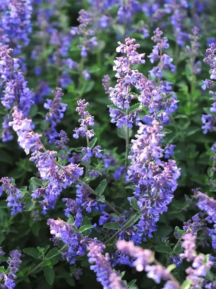 Котовник Фассена Сикс Хиллз Жиант