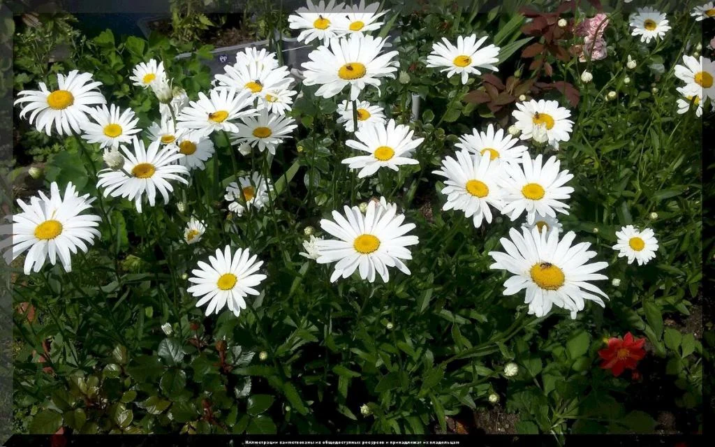 Нивяник наибольший "Аляска" - 2 изображение