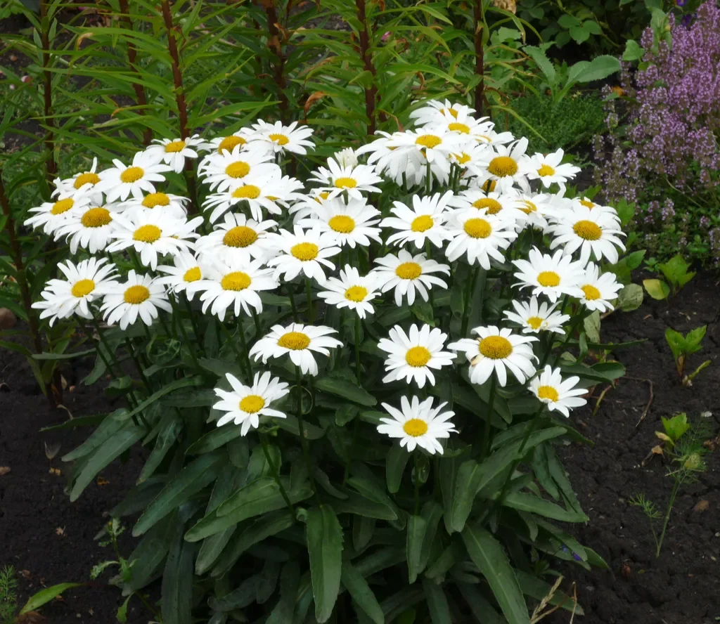 Нивяник наибольший "Аляска"