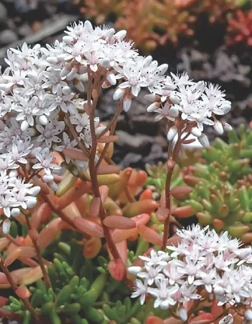 Очиток белый "Лаконикум"