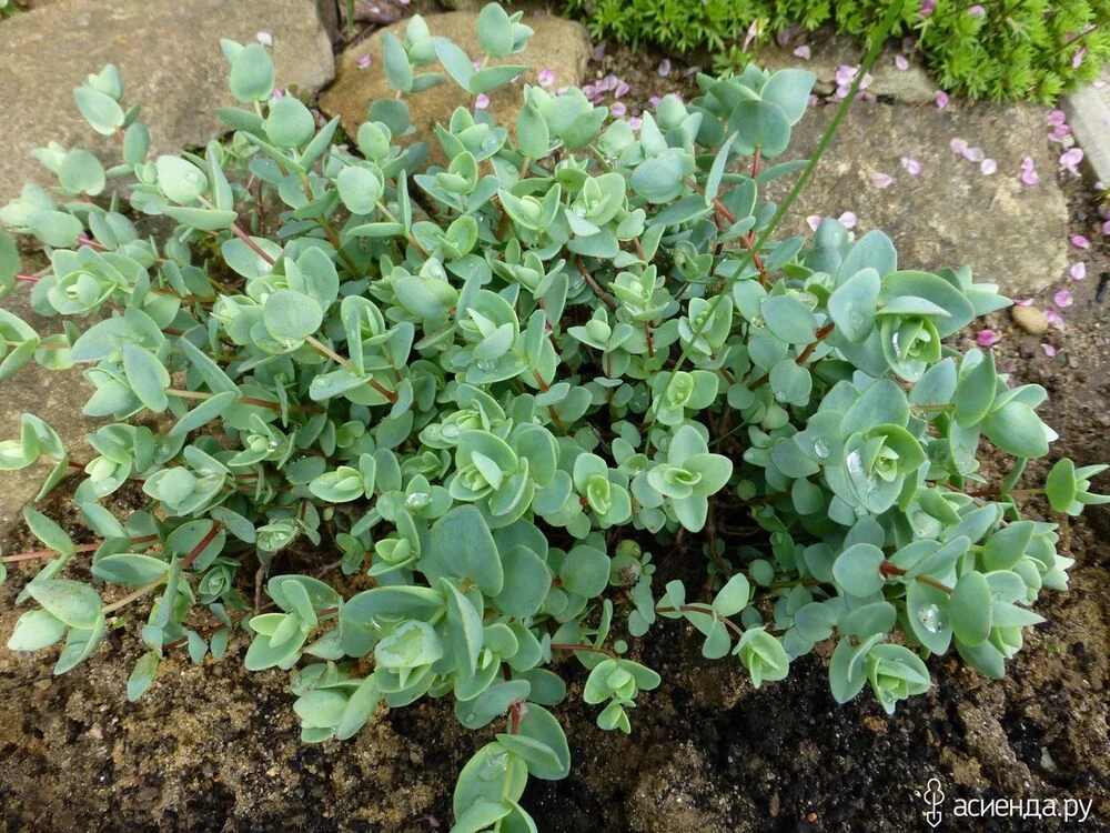 Очиток Эверса - 2 изображение
