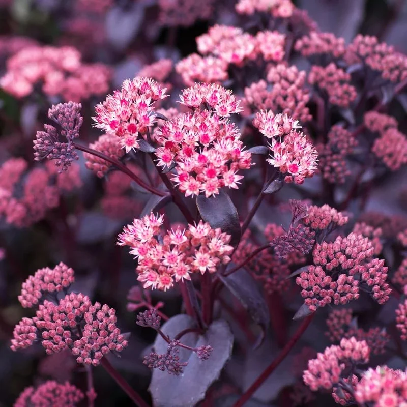 Очиток гибридный "Пурпл Эмперор" - 2 изображение