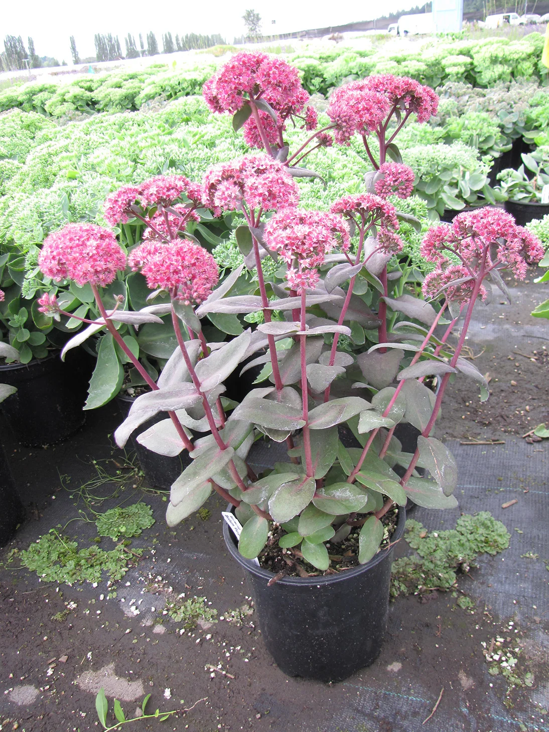 Очиток гибридный "Пурпл Эмперор"