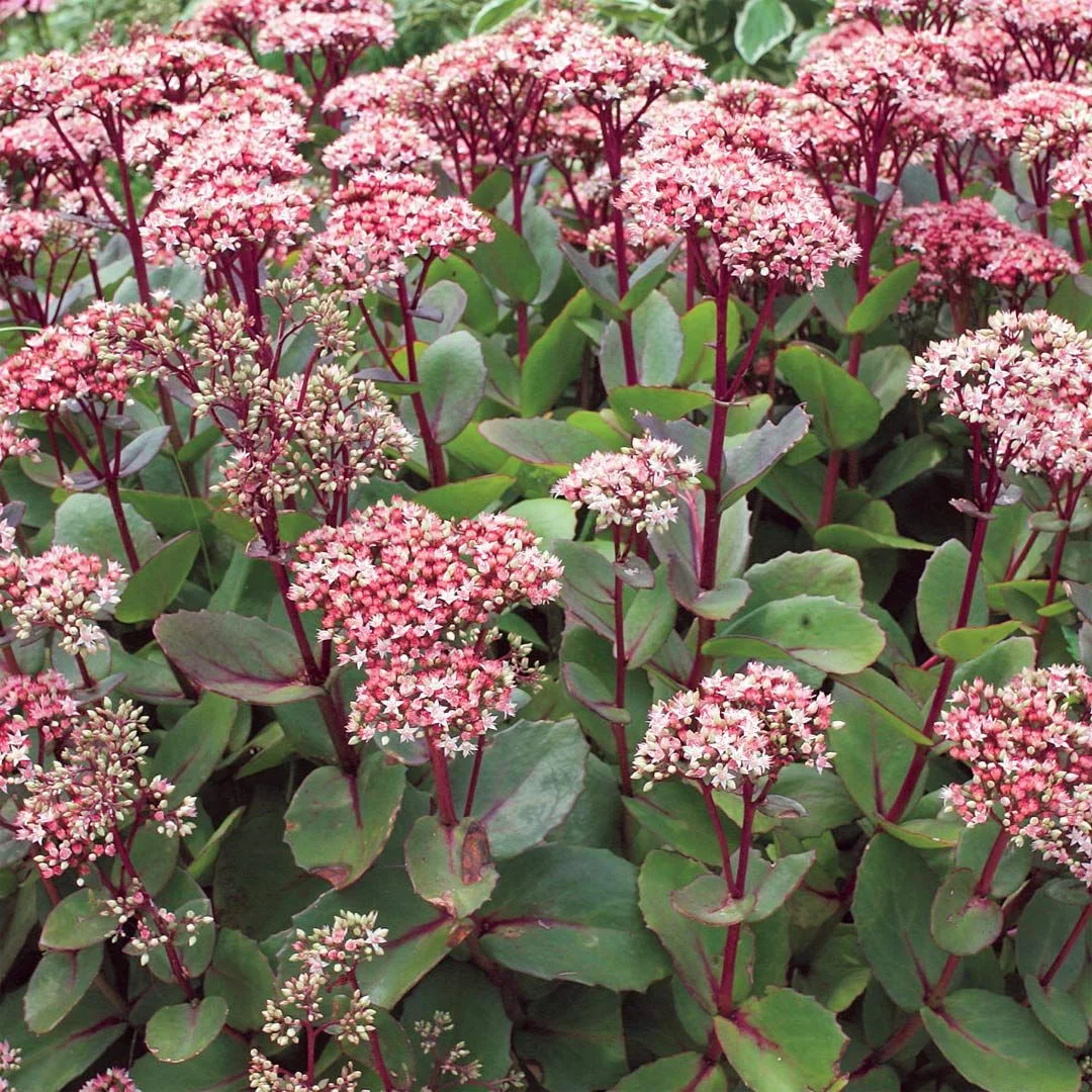 Очиток гибридный "Ред Каул"