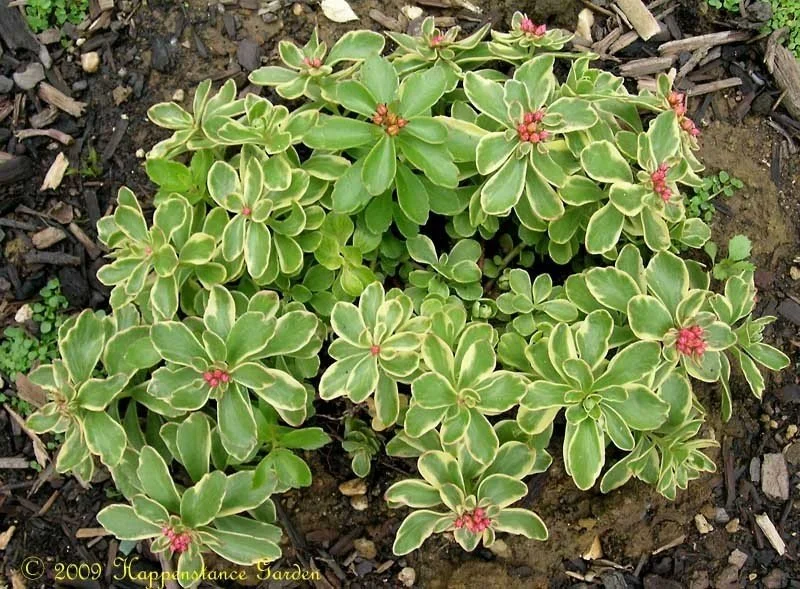 Очиток камчатский "Вариегата" - 2 изображение