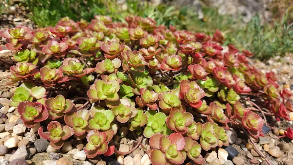 Очиток ложный "Фулдаглут" - 2 изображение