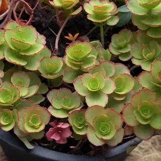 Очиток ложный "Кровь Дракона"