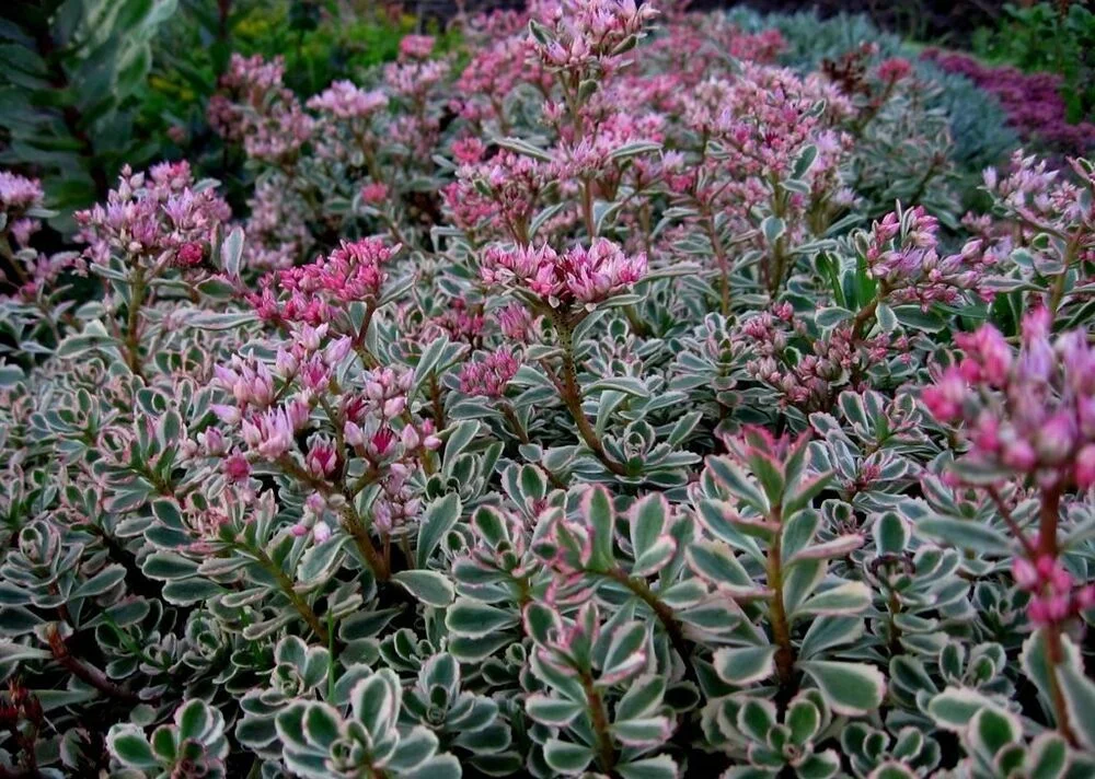 Очиток ложный "Триколор" - 2 изображение