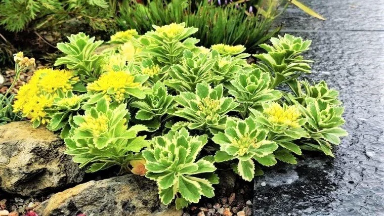 Очиток такесимский "Атлантис" - 2 изображение