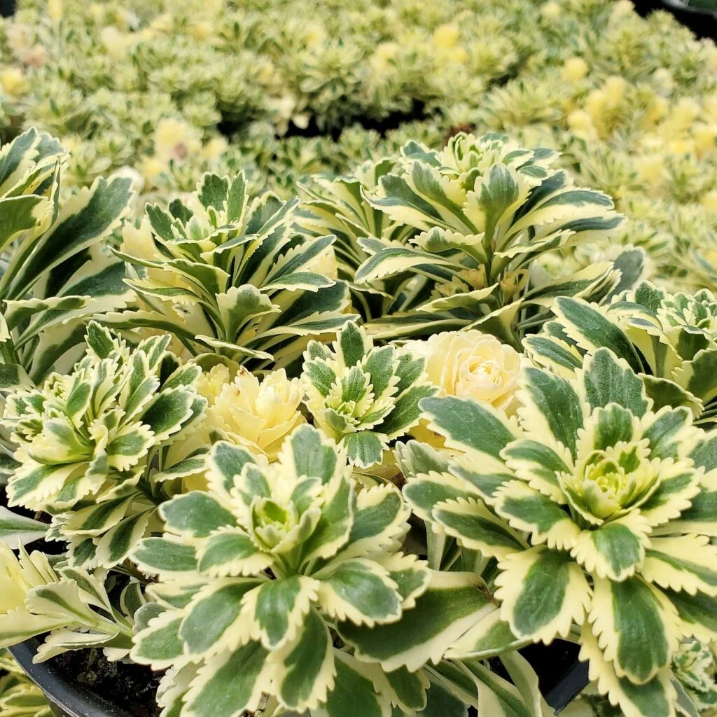 Очиток такесимский "Атлантис"