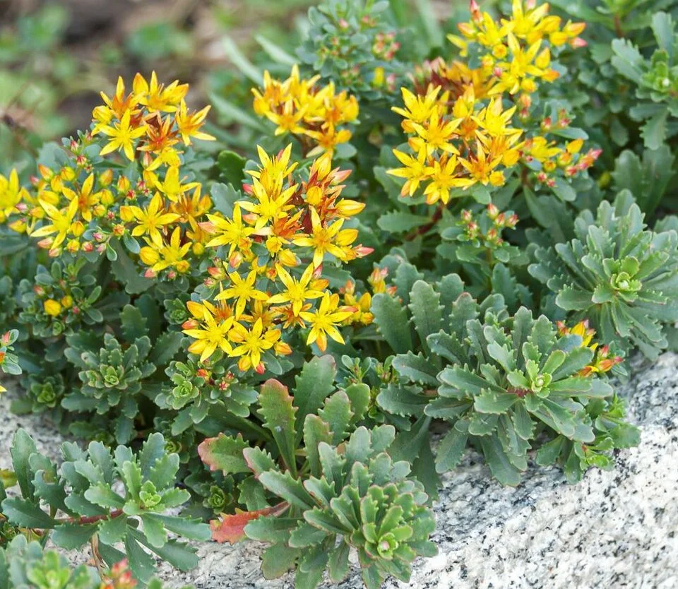 Очиток цветоносный
