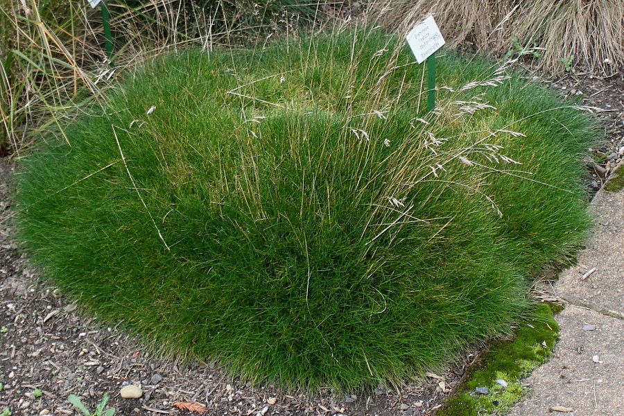 Овсяница метельчатая "Готье" - 2 изображение